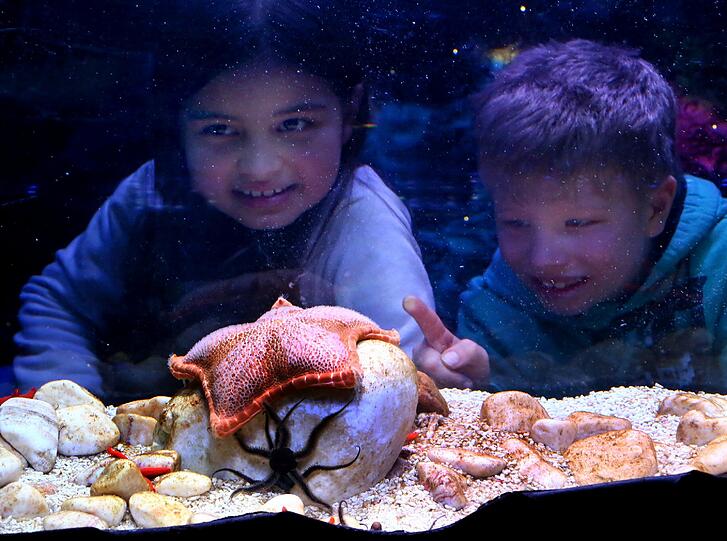 Echte Stars im Sea Life: Der Sonnenblumen-Seestern.