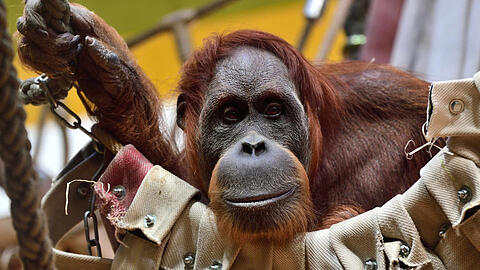 Das Orang-Utan-Weibchen Matra wurde 44 Jahre alt.