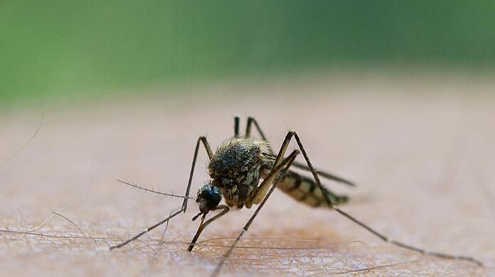 Zur Zeit in Teilen Bayerns besonders häufig: Stechmücken.