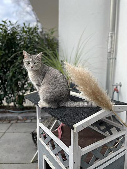 Leni