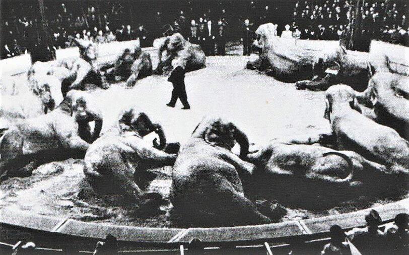 Wappentier des Circus: Bis zu 19 Elefanten pro Nummer gab's früher.