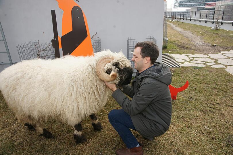 Schafversteher: Nikolas Fricke mit Widder Pippo, der Drillings-Vater.