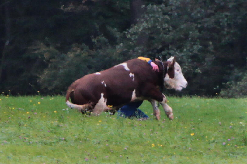 Raus aus dem Stall: Das dachte sich wohl auch ein Stier in Ammerding. Er entwischte seinem Besitzer am Donnerstag gleich zweimal. (Archivbild)