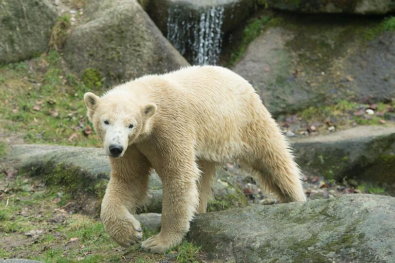 Nela wird in eine Weibchen-Gruppe im neu eröffneten Zoo im holländischen Emmen ziehen.