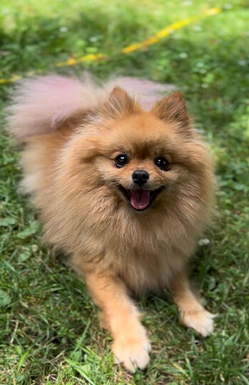 Lilli