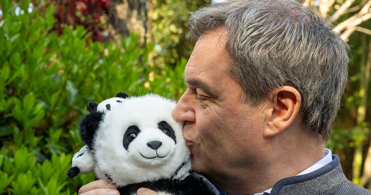 Tierpark-Hellabrunn-k-ndigt-Neubau-an-Kommen-jetzt-Pandas-nach-M-nchen-