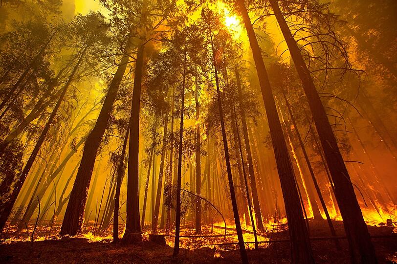 Die Waldbrände in der kalifornischen Sierra Nevada haben den Yosemite-Nationalpark erreicht. Die Bilder der Feuersbrunst!