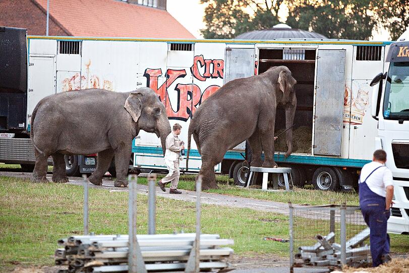 &bdquo;Diese Tiere haben ein immenses Bewegungsbedürfnis und laufen in freier Wildbahn täglich kilometerweit&ldquo;: Tierschützer haben fotografiert, wie die Circus-Krone-Elefanten in Transportwagen geführt werden.