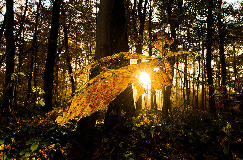 Der Frühherbst kommt - aber es könnte ein goldener werden.