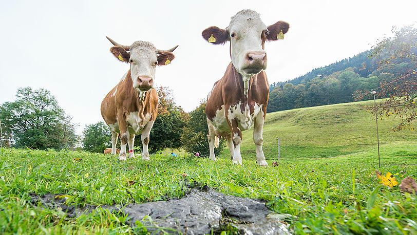 Eine Wanderin wurde von der Kuh getötet. Eine Wanderin wurde von der Kuh getötet.