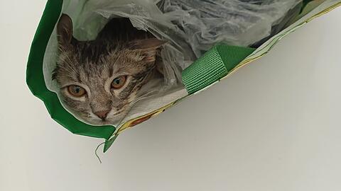 Kätzchen Leonidas wäre in der Plastiktüte erstickt, eine Passantin rettet ihm das Leben.