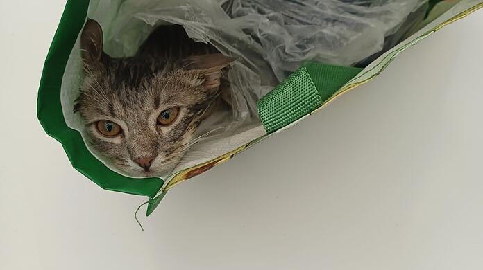 Kätzchen Leonidas wäre in der Plastiktüte erstickt, eine Passantin rettet ihm das Leben.