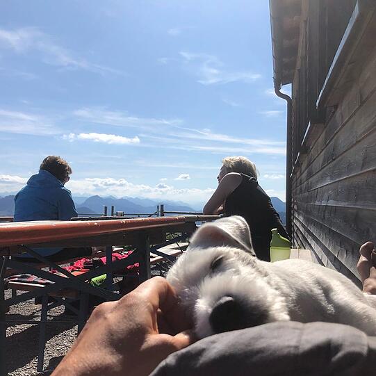 Verdientes Chillen: Hund Elmo - hier auf menschlicher "Unterlage" Florian David Fitz.