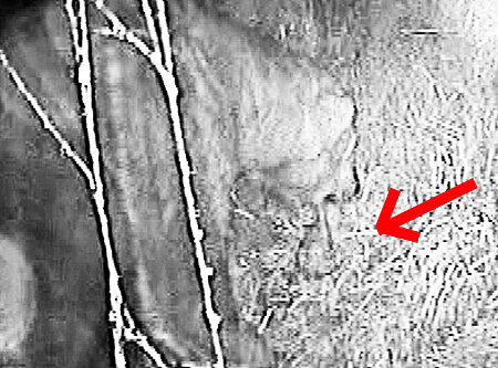 Spinnenfäden und schlechte Lichtverhältnisse verhindern klare Sicht. Dennoch liefern die Video-Aufnahmen den Beweis: Vera ist erneut Mama geworden. Auf dem Bild putzt sie liebevoll eines der Neugeborenen (Pfeil).