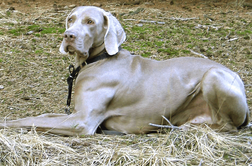 Das ist ein Weimaraner &ndash; und ein solcher Jagdhund hat in Icking zugebissen.