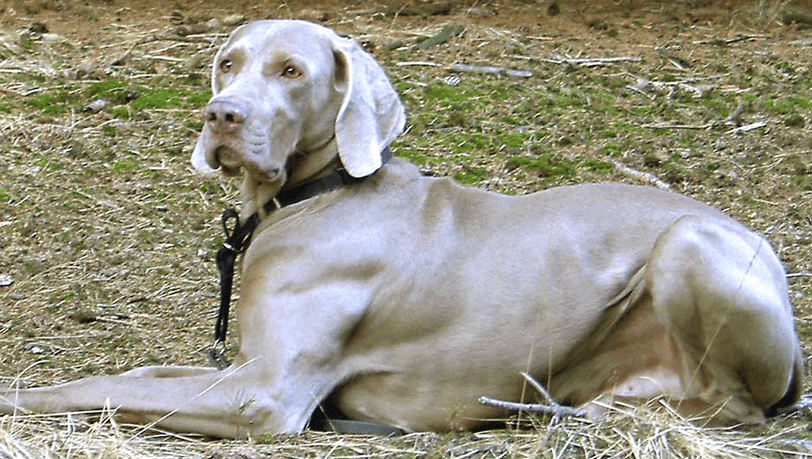 Das ist ein Weimaraner – und ein solcher Jagdhund hat in Icking zugebissen. Das ist ein Weimaraner – und ein solcher Jagdhund hat in Icking zugebissen.