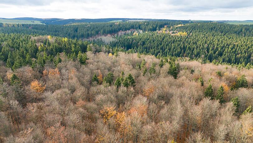 Der deutsche Wald ist zu einer Treibhausgas-Quelle geworden. Das will Bundesumweltminister Carsten Schneider ändern. Der deutsche Wald ist zu einer Treibhausgas-Quelle geworden. Das will Bundesumweltminister Carsten Schneider ändern.