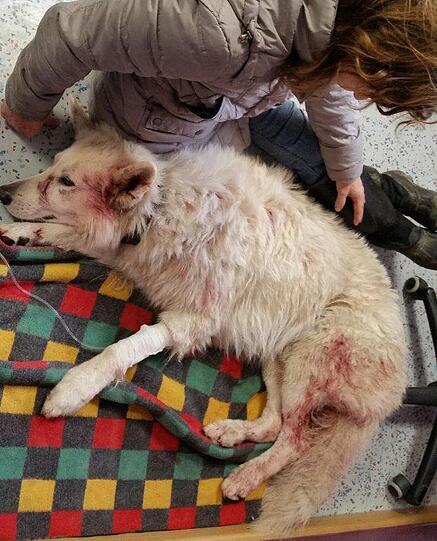 Schäferhund &bdquo;Antaris&ldquo;. Sein Fell ist nach den Schüssen blutverschmiert.