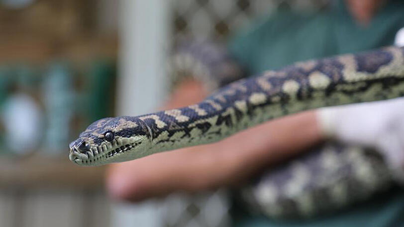 Eine Dschungelpython in einer Entzugeinrichtung in Windsor (Australien).