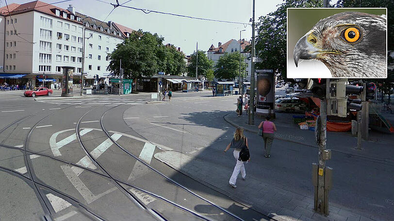 Ist ein Habicht verantwortlich für die zerfleischten Tauben in Schwabing?