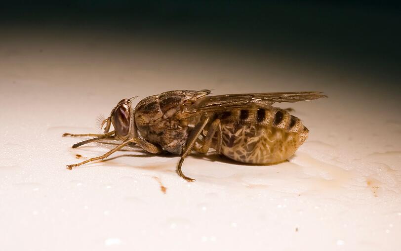 Ebenfalls zu den gefährlichen Insekten zählt die unscheinbare Tsetsefliege. Diese blutsaugende Stechfliege stammt ursprünglich aus Afrika und ist Überträger von Trypanosomen, die bei Menschen die Schlafkrankheit und bei Tieren die Nagana-Seuche verursachen können. Die Schlafkrankheit ist eine fieberhafte Infektionskrankheit, die rund 10.000 Menschen pro Jahr das Leben kostet. Ebenfalls zu den gefährlichen Insekten zählt die unscheinbare Tsetsefliege. Diese blutsaugende Stechfliege stammt ursprünglich aus Afrika und ist Überträger von Trypanosomen, die bei Menschen die Schlafkrankheit und bei Tieren die Nagana-Seuche verursachen können. Die Schlafkrankheit ist eine fieberhafte Infektionskrankheit, die rund 10.000 Menschen pro Jahr das Leben kostet.