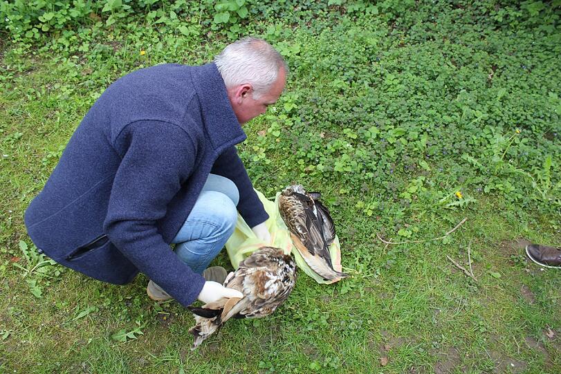 Markus Schmidberger vom örtlichen LBV packt die toten Tiere in Tüten. Sie werden eingefroren, um später untersucht zu werden.