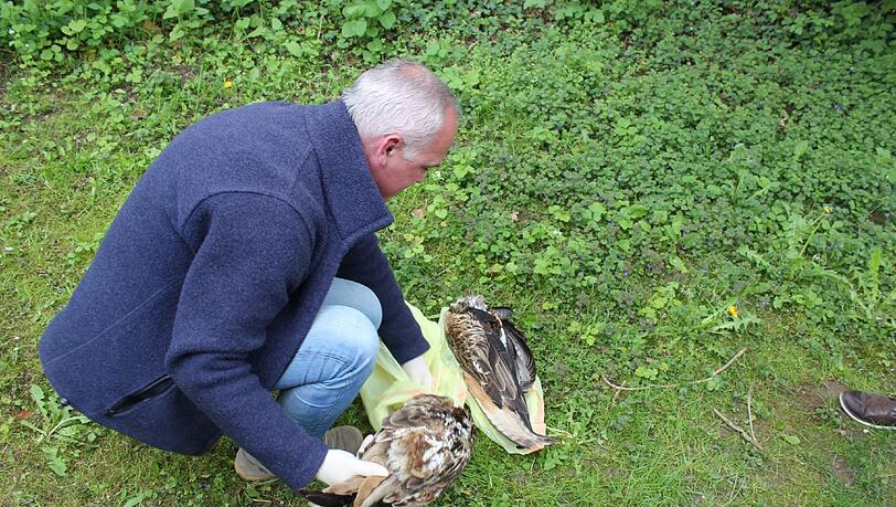 Markus Schmidberger vom örtlichen LBV packt die toten Tiere in Tüten. Sie werden eingefroren, um später untersucht zu werden. Markus Schmidberger vom örtlichen LBV packt die toten Tiere in Tüten. Sie werden eingefroren, um später untersucht zu werden.