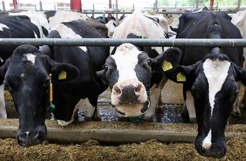 Niedrige Erzeugerpreise machen Milchbauern in Deutschland derzeit zu schaffen. Foto: Bernd Wüstneck/Illustration
