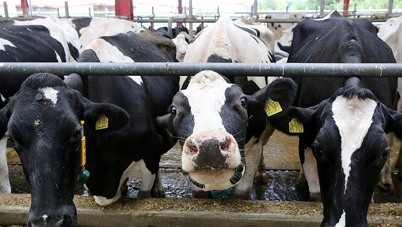 Niedrige Erzeugerpreise machen Milchbauern in Deutschland derzeit zu schaffen. Foto: Bernd Wüstneck/Illustration Niedrige Erzeugerpreise machen Milchbauern in Deutschland derzeit zu schaffen. Foto: Bernd Wüstneck/Illustration