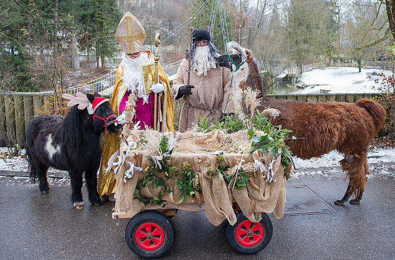 Mit Pony, Lama und Krampus: der Tierpark-Nikolaus.