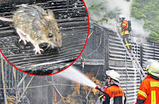 Eine Maus, starr vor Schreck: Der Blitz hat ihre Behausung, eine Lärmschutzwand, in Brand gesetzt.