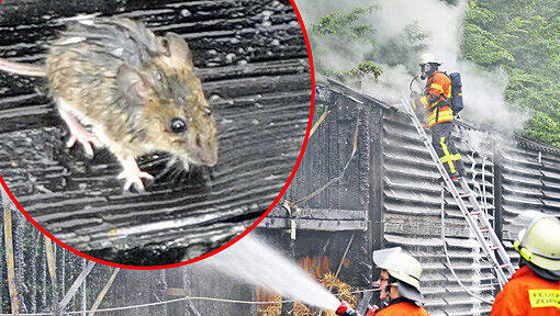 Eine Maus, starr vor Schreck: Der Blitz hat ihre Behausung, eine Lärmschutzwand, in Brand gesetzt. Eine Maus, starr vor Schreck: Der Blitz hat ihre Behausung, eine Lärmschutzwand, in Brand gesetzt.