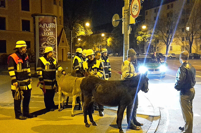 Einsatzkräfte der Polizei und Feuerwehr mit den ausgebüchten Zirkustieren.