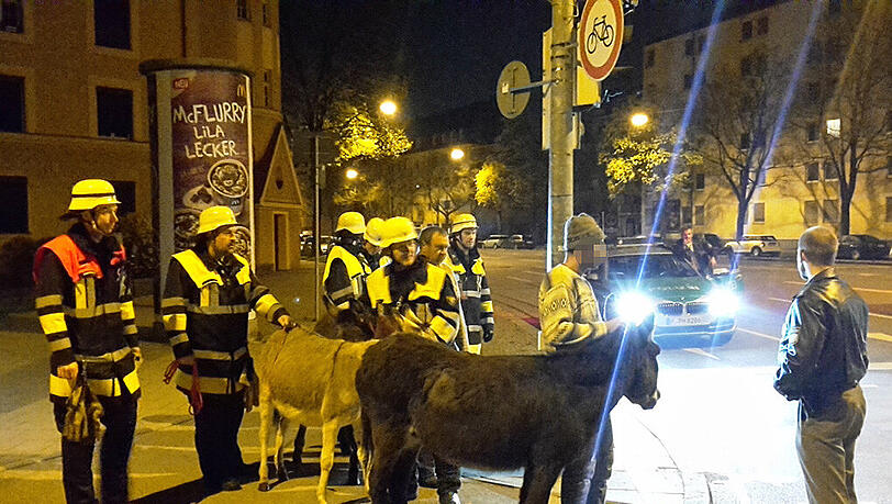 Einsatzkräfte der Polizei und Feuerwehr mit den ausgebüchten Zirkustieren. Einsatzkräfte der Polizei und Feuerwehr mit den ausgebüchten Zirkustieren.