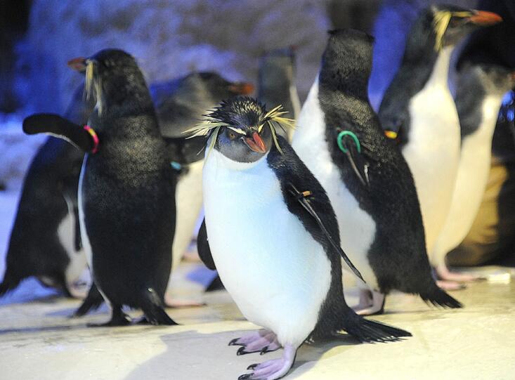 Mit ihren leuchtend gelben Federbüscheln über den Augen sind die neuen Tierpark-Bewohner ein echter Hingucker.