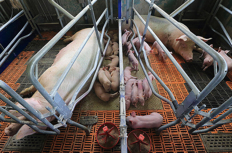 Tierschützer prangern schon seit längerer Zeit Missstände bei den betroffenen Höfen an. Bisher konnte den Betreibern jedoch nichts nachgewiesen werden. (Symbolbild)