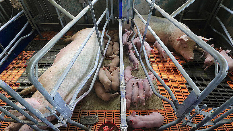 Tierschützer prangern schon seit längerer Zeit Missstände bei den betroffenen Höfen an. Bisher konnte den Betreibern jedoch nichts nachgewiesen werden. (Symbolbild) Tierschützer prangern schon seit längerer Zeit Missstände bei den betroffenen Höfen an. Bisher konnte den Betreibern jedoch nichts nachgewiesen werden. (Symbolbild)