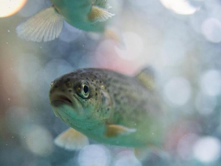 Forellen schwimmen in einem Aquarium. Foto: Bernd Thissen/Archivbild