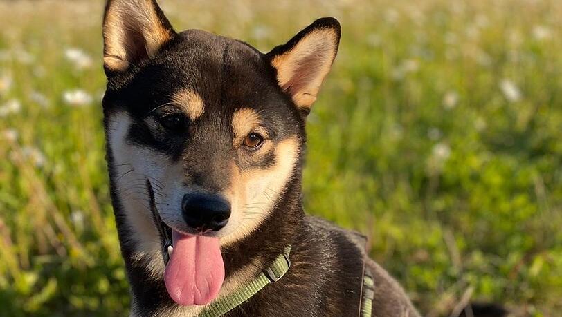 Der tierische Nachwuchs bei "Wir in Bayern": Shiba-Inu-Welpe Luggi feiert am Donnerstag BR-Premiere. Der tierische Nachwuchs bei "Wir in Bayern": Shiba-Inu-Welpe Luggi feiert am Donnerstag BR-Premiere.