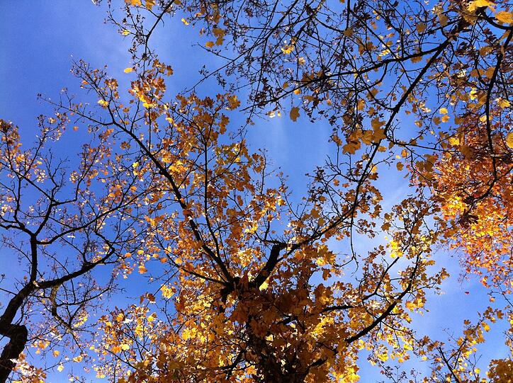 So schön bunt ist die Auer Herbst-Dult. Die AZ war auf dem Mariahilfplatz. Klicken Sie sich durch die Bilderstrecke.