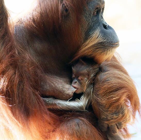 Das Orang-Utan-Baby von Hellabrunn. Die Bilder.