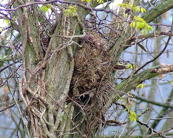 Eichhörnchen-Nester nennt man Kobel. Sie bestehen aus Ästen, Blättern und allerhand anderen "Fundstücken".