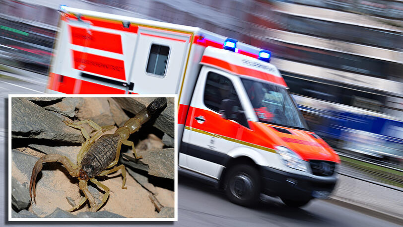 Beim Öffnen des Koffers stach der Skorpion zu.