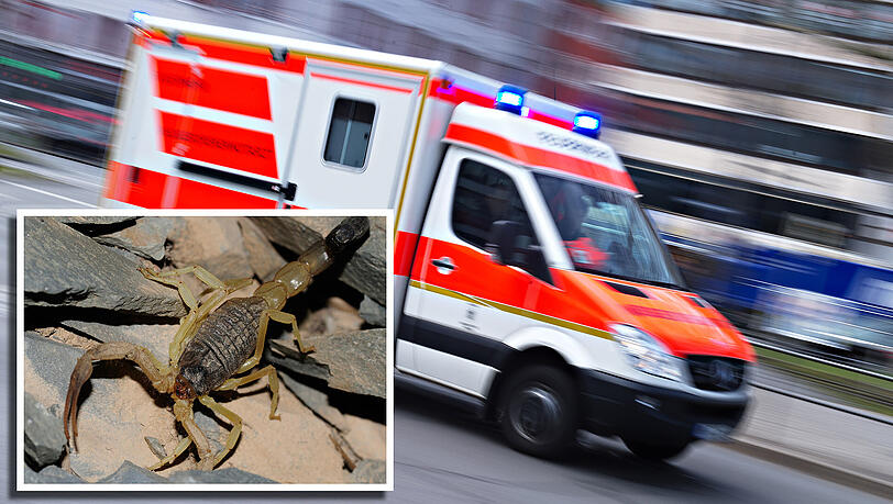 Beim Öffnen des Koffers stach der Skorpion zu. Beim Öffnen des Koffers stach der Skorpion zu.