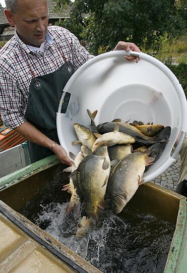 Fischerntewoche in Dinkelsbühl: Frisch gefangener Karpfen wird in einen Wasserbehälter gekippt.