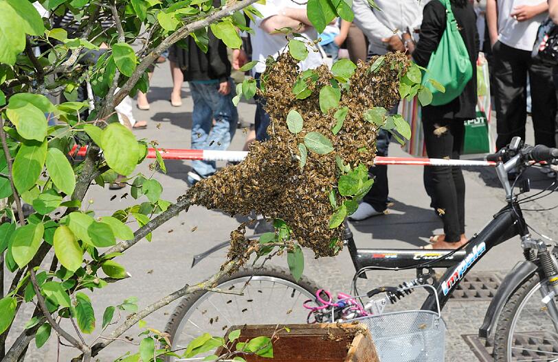 Karlsplatz: 
Ein schwärmendes Bienenvolk lässt sich am verkehrsreichsten Platz in München nieder. Feuerwehrleute der Hauptfeuerwache sperren den Bereich um den Pflanzentrog ab und bringen den Schwarm in einem Holzkasten in Sicherheit. Gegen Abend können die Bienen dann abgeholt werden.