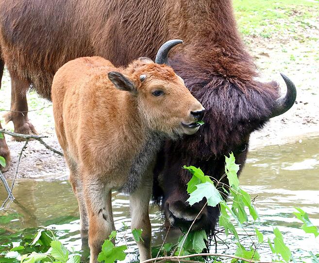 Peterle und Päuschen sind die neuen Besucher-Lieblinge im Tierpark Hellabrunn.