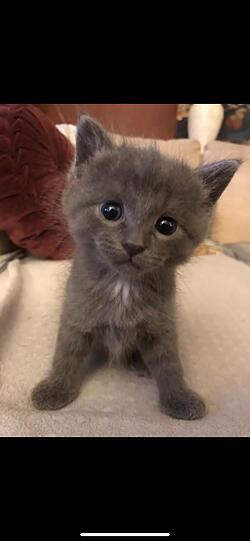 Miezi