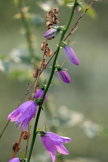 Die Glockenblume blüht immer noch.