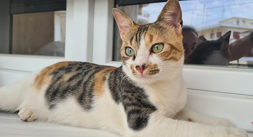 Lucy